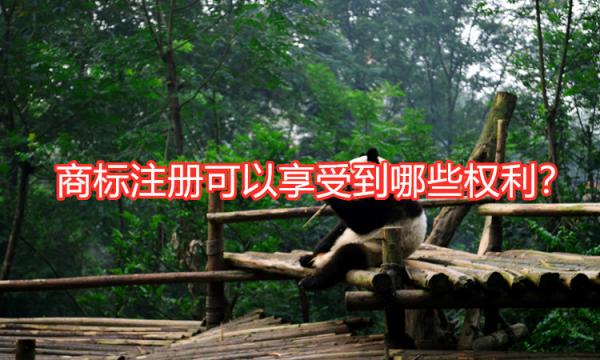 商标注册权利 商标注册权利